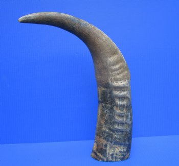 22.75-Inch Sanded Raw Buffalo Horn - 100% Real Natural Water Buffalo Horn for $34.99