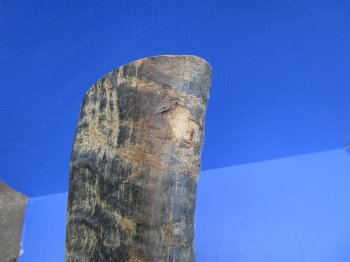 22.75-Inch Sanded Raw Buffalo Horn - 100% Real Natural Water Buffalo Horn for $34.99