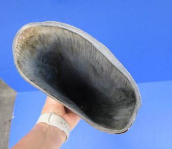 22.75-Inch Sanded Raw Buffalo Horn - 100% Real Natural Water Buffalo Horn for $34.99