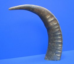 Sanded Raw Natural Buffalo Horn, 23-1/2"  - Buy for $34.99