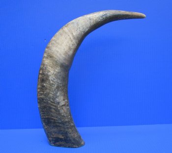 Sanded Raw Natural Buffalo Horn, 23-1/2"  - Buy for $34.99