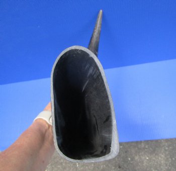 Sanded Raw Natural Buffalo Horn, 23-1/2"  - Buy for $34.99