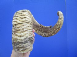30 inches African M...