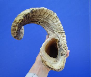 30 inches African Merino Ram, Sheep Horn for $39.99