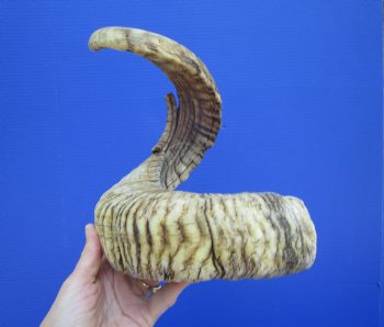 30 inches African Merino Ram, Sheep Horn for $39.99