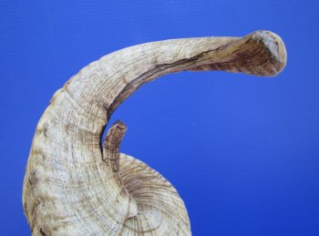30 inches African Merino Ram, Sheep Horn for $39.99