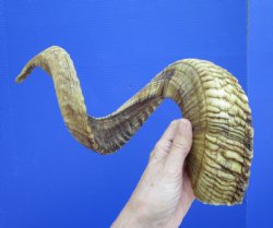 30-1/2 inches African Merino Ram, Sheep Horn for $39.99
