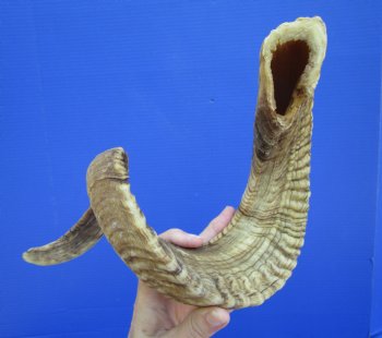 30-1/2 inches African Merino Ram, Sheep Horn for $39.99