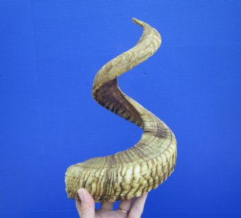 30-1/2 inches African Merino Ram, Sheep Horn for $39.99