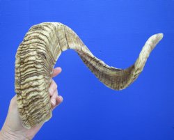 32-1/2 inches Huge ...