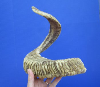 32-1/2 inches Huge African Merino Ram, Sheep Horn for $39.99