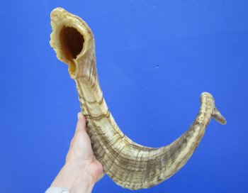 32-1/2 inches Huge African Merino Ram, Sheep Horn for $39.99