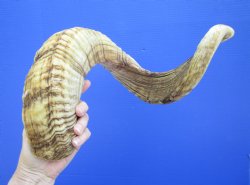 30 inches African M...
