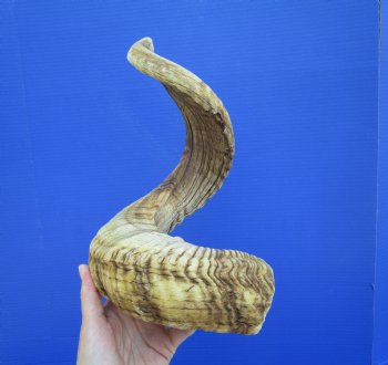 30 inches African Merino Ram, Sheep Horn for $39.99