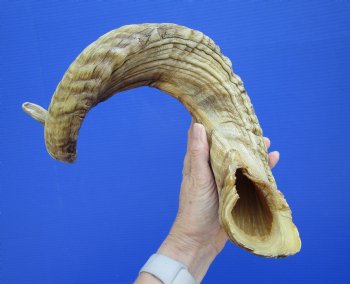 30 inches African Merino Ram, Sheep Horn for $39.99