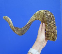 31-1/2 inches Afric...