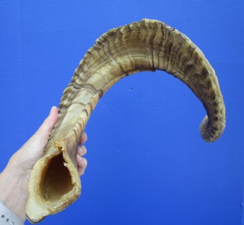 31-1/2 inches African Merino Ram, Sheep Horn for $39.99