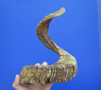 31-1/2 inches African Merino Ram, Sheep Horn for $39.99