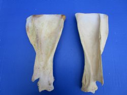 Two Water Buffalo Shoulder Blade Bones, Scapula Bones 15-1/4 and 15-1/4 inches for $15 each