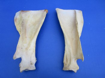 Two Water Buffalo Shoulder Blade Bones, Scapula Bones 15-1/4 and 15-1/4 inches for $15 each