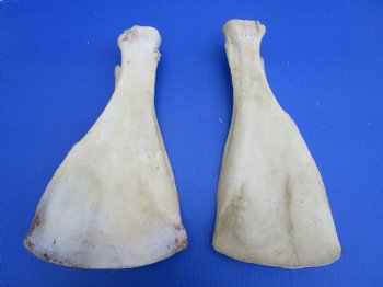 Two Water Buffalo Shoulder Blade Bones, Scapula Bones 15-1/4 and 15-1/4 inches for $15 each