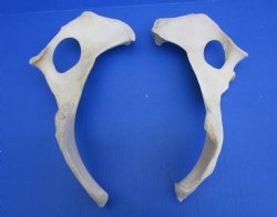 Two Water Buffalo Hip Bone Halves 16-1/2 and 17-1/2 inches - Buy these for  $20.00 each <font color=red> SALE $15 EACH</FONT>