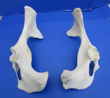 Two Water Buffalo Hip Bone Halves 16-1/2 and 17-1/2 inches - Buy these for  $20.00 each <font color=red> SALE $15 EACH</FONT>