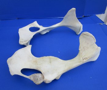 Two Water Buffalo Hip Bone Halves 16-1/2 and 17-1/2 inches - Buy these for  $20.00 each <font color=red> SALE $15 EACH</FONT>