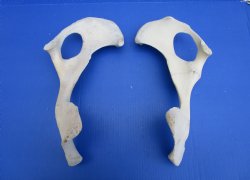 Two Water Buffalo Hip Bone Halves 14-1/2 and 15 inches - Buy these for  $20.00 each <font color=red> SALE $15 EACH</FONT>