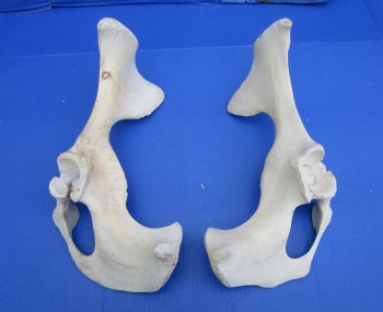 Two Water Buffalo Hip Bone Halves 14-1/2 and 15 inches - Buy these for  $20.00 each <font color=red> SALE $15 EACH</FONT>
