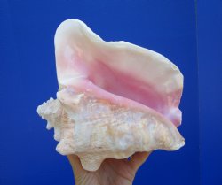 Queen Conch Shell, ...
