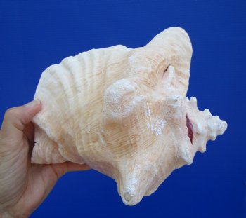Queen Conch Shell, Pink Conch, 8-1/4"x7-3/4" for $24.99