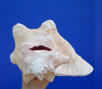 Queen Conch Shell, Pink Conch, 8-1/4"x7-3/4" for $24.99