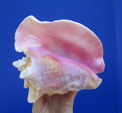Queen Conch Shell, ...