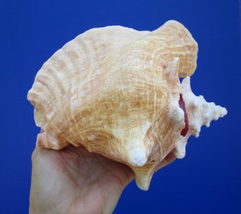 Queen Conch Shell, Pink Conch, 6-3/4"x6-1/4" for $13.99