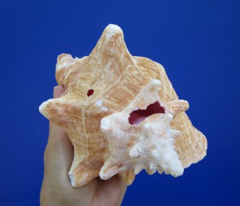 Queen Conch Shell, Pink Conch, 6-3/4"x6-1/4" for $13.99