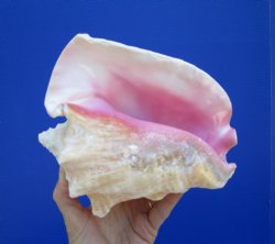 Queen Conch Shell, ...