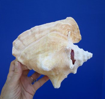 Queen Conch Shell, Pink Conch, 7-1/4"x6-1/4" for $16.99