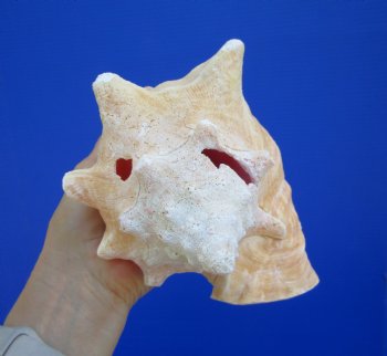 Queen Conch Shell, Pink Conch, 7-1/4"x6-1/4" for $16.99