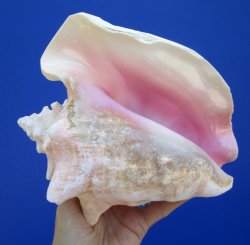 Queen Conch Shell, ...