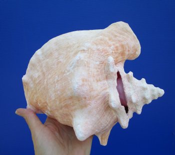 Queen Conch Shell, Pink Conch, 8-1/4"x7-1/2" for $24.99