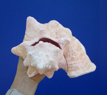 Queen Conch Shell, Pink Conch, 8-1/4"x7-1/2" for $24.99