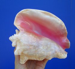 Queen Conch Shell, Pink Conch, 7"x6" for $16.99