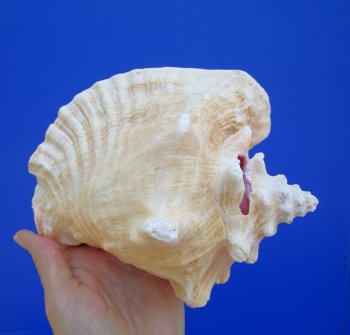 Queen Conch Shell, Pink Conch, 7"x6" for $16.99