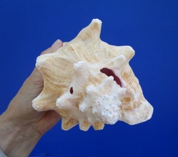 Queen Conch Shell, Pink Conch, 7"x6" for $16.99