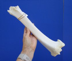 14-1/2 inches Water Buffalo Tibia Bone from Mid Section Back Leg  - Buy this one for $22.99   <font color=red> SALE $19.40 </FONT>