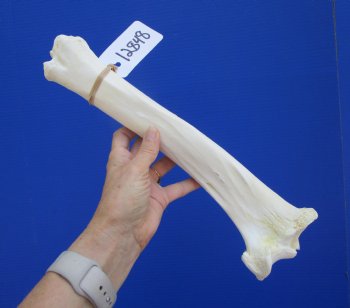 14-1/2 inches Water Buffalo Tibia Bone from Mid Section Back Leg  - Buy this one for $22.99   <font color=red> SALE $19.40 </FONT>