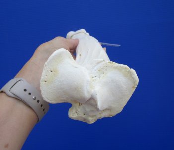 14-1/2 inches Water Buffalo Tibia Bone from Mid Section Back Leg  - Buy this one for $22.99   <font color=red> SALE $19.40 </FONT>