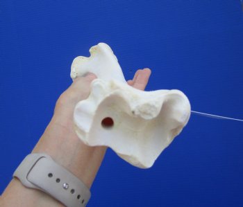 14-1/2 inches Water Buffalo Tibia Bone from Mid Section Back Leg  - Buy this one for $22.99   <font color=red> SALE $19.40 </FONT>