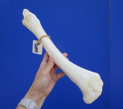 14-1/2 inches Water Buffalo Tibia Bone from Mid Section Back Leg  - Buy this one for $22.99   <font color=red> SALE $19.40 </FONT>